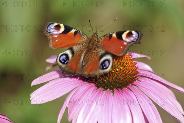 European peacock (Inachis io), summer, Saxony, Germany, Europe