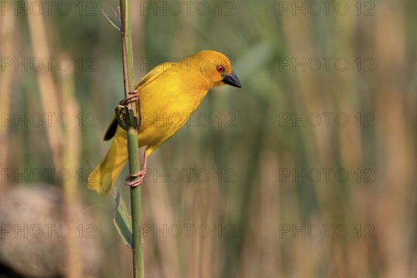 Eastern golden weaver (Ploceus subaureus), adult, male, auto-waiting, alert, Saint Lucia Estuary, Isimangaliso Wetland Park, Kwazulu Natal, South Africa, Africa
