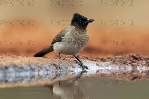 Grey bulbul (Pycnonotus barbatus), adult, at the water, drinking, Kruger National Park, Kruger National Park, Krugerpark, South Africa, Africa