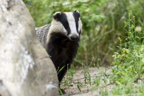Badger looking curiously from behind a tree trunk, european badger (Meles meles), Germany, Europe