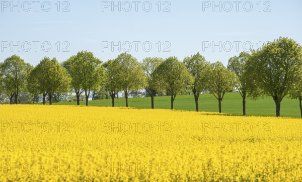 Avenue with linden trees by fields with rapeseed in Ystad Municipality, Skåne, Sweden, Scandinavia, Europe