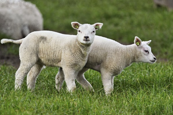 Domestic sheep (Ovis aries), two white lambs standing in a meadow, Texel, North Holland, Netherlands