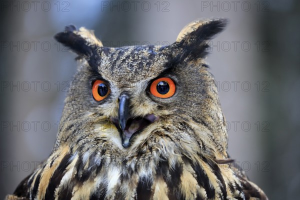 Eurasian Eagle-owl (Bubo bubo), adult calling portrait, in winter, Zdarske Vrchy, Bohemian-Moravian Highlands, Czech Republic, Europe