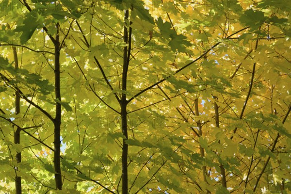 Deciduous trees, maple (Acer) with autumn leaves in backlight, North Rhine-Westphalia, Germany, Europe