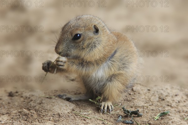 Black-tailed prairie dog (Cynomys ludovicianus), feeding young, North America