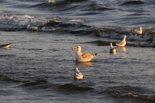 Seagull with shell in the morning light, September, Usedom, Baltic Sea beach, Mecklenburg-Western Pomerania, Germany, Europe