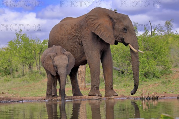 African elephant (Loxodonta africana), juvenile, mother, adult, female, mother with juvenile, at the water, drinking, Kruger National Park, Kruger National Park, South Africa, Africa