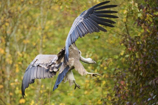 Eurasian griffon vulture (Gyps fulvus) landing on a rock, Bavaria, Germany, Europe