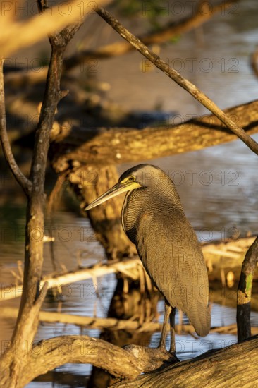 Bare-throated tiger heron (Tigrisoma mexicanum), Corcovado National Park, Osa, Puntarena Province, Costa Rica, Central America