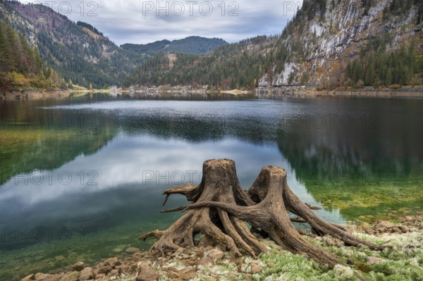 The Vordere Gosausee in autumn with a view of the Gasthof Gosausee. Two uprooted tree stumps in the foreground. Cloudy sky. Vorderer Gosausee, Gosau, Gosau Valley, Salzkammergut, Upper Austria, Austria, Europe