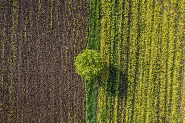 Aerial view of a tree in a corn field, field, agriculture, Alpine foothills, Upper Bavaria, Bavaria, Germany, Europe