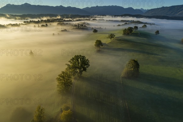 Aerial view of trees (oaks) and meadows in the morning light, mountain landscape, autumn, fog, Alpine foothills, view of Bavarian Alps, Murnau, Upper Bavaria, Bavaria, Germany, Europe