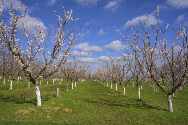 Blooming apricot trees, Paudorf, Lower Austria, Austria, Europe