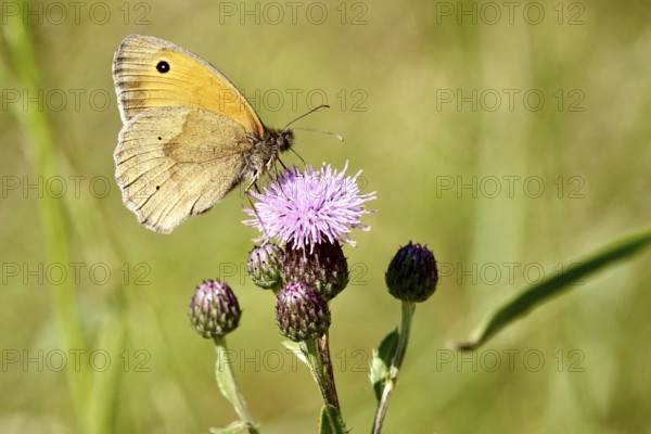 Ox-eye (butterfly), June, Saxony, Germany, Europe