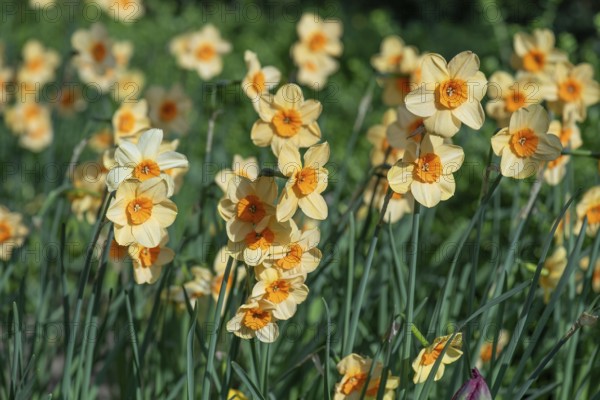 Flowering daffodils (Narcissus pseudonarcissus.), North Rhine-Westphalia, Germany, Europe