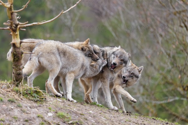 A pack of grey wolves (Canis lupus lupus) playing on a hill and showing social behaviour