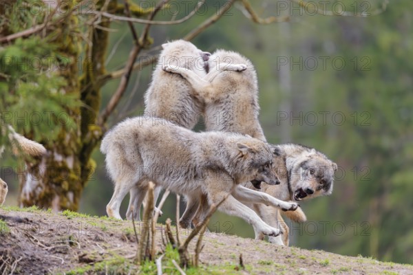 A pack of grey wolves (Canis lupus lupus) playing on a hill and showing social behaviour