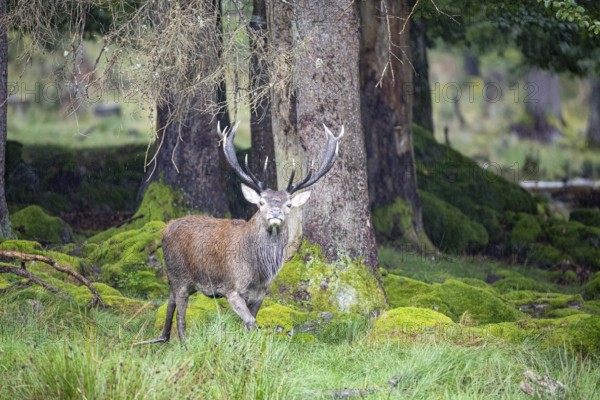 Red deer (Cervus elaphus) Rutting behaviour captive Germany