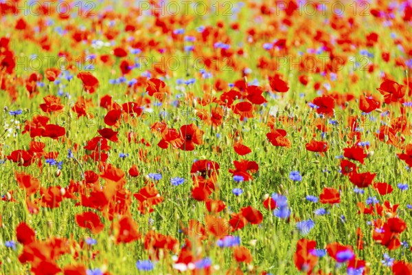Corn poppy (Papaver rhoeas) and cornflower (Centaurea cyanus) in bloom in a meadow, Saxon Switzerland, Saxony, Germany, Europe