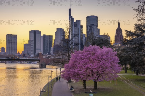 The trees on the banks of the Main in Frankfurt are in full bloom in spring in front of the bank skyline, Mainufer, Frankfurt am Main, Hesse, Germany, Europe