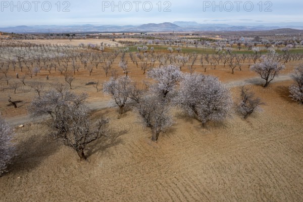 Aerial view, blossoming almond trees, plantation, Andalusia, Spain, Europe