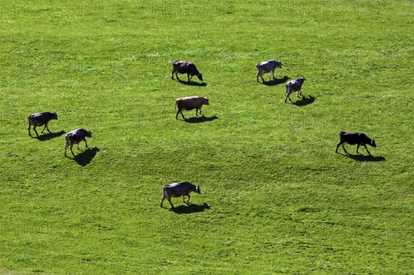 Cows in the pasture, near Oberstdorf, Oberallgäu, Allgäu, Bavaria, Germany, Europe
