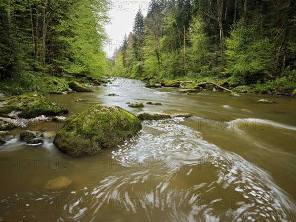 Moss-covered stones on the river Sihl, Sihlsprung, Menzingen, Canton Zug, Switzerland, Europe