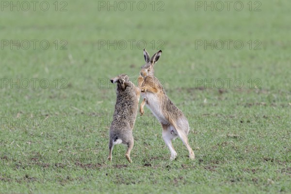 European hare (Lepus europaeus) mating season, so-called gathering time, hares fighting with each other, Lower Austria, Austria, Europe