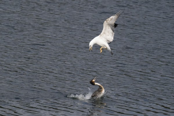 Mediterranean gull (Larus michahellis) attacking a great crested grebe (Podiceps cristatus), Hesse, Germany, Europe