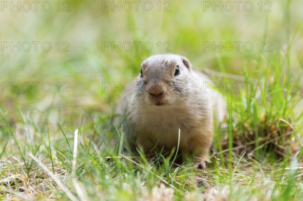 European ground squirrel (Spermophilus citellus) on a meadwo, Bavaria, Germany, Europe