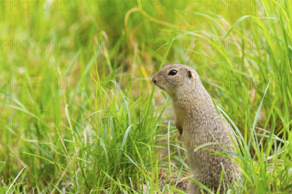 European ground squirrel (Spermophilus citellus) on a meadwo, Bavaria, Germany, Europe