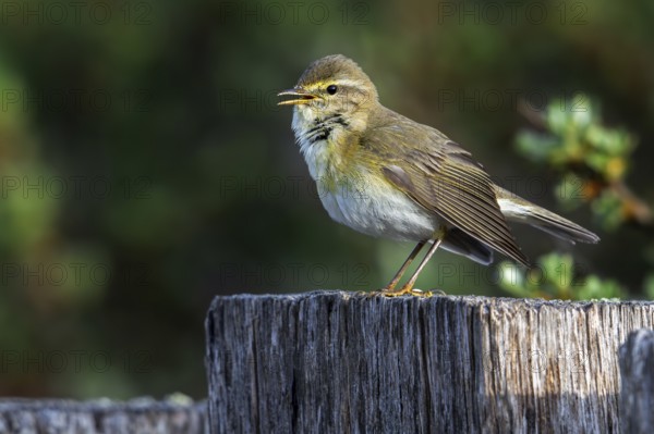 Willow warbler (Phylloscopus trochilus, Motacilla trochilus) calling from wooden fence post in spring