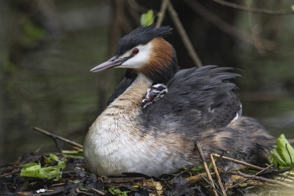 Great Crested Grebe (Podiceps Scalloped ribbonfish) with juveniles), Emsland, Lower Saxony, Germany, Europe