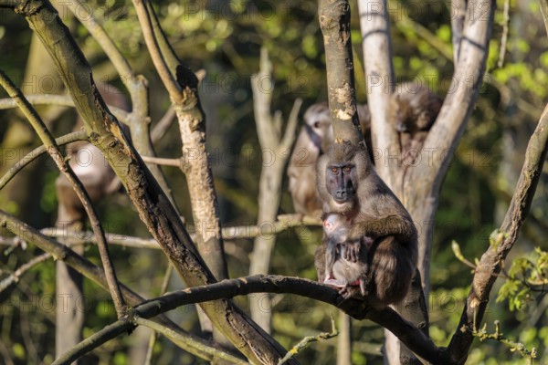 An adult female mandrill (Mandrillus leucophaeus) sits with her baby high up in a tree. A green forest can be seen in the background