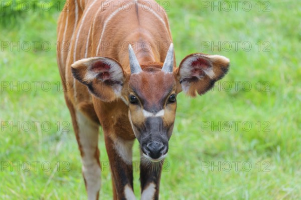 Portrait of an Eastern Bongo (Tragelaphus eurycerus isaaci)