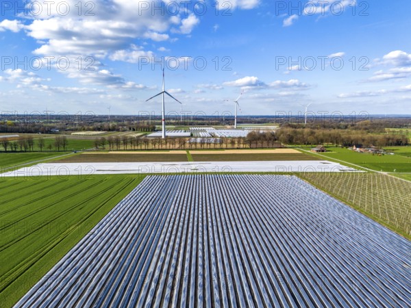 Asparagus fields, asparagus stems under foil, for faster growth, in the background foil greenhouses for strawberries, wind turbines, near Kirchhellen, district of Bottrop, North Rhine-Westphalia, Germany, Europe