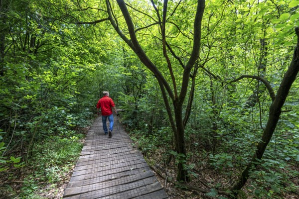 Bohlenweg, in the Sababurg primeval forest, or also primeval forest in the Reinhardswald, is a 95-hectare biotope under nature and landscape protection, with trees over 500 years old, hut trees, in the district of Kassel, Hesse, Germany, Europe