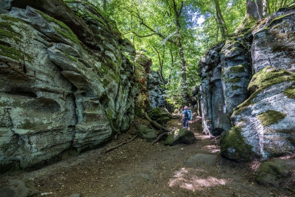 The Devil's Gorge, narrow, accessible gorge of sandstone rocks, with steep rocky gorges, near Irrel, Southern Eifel nature park Park, Rhineland-Palatinate, Germany, Europe