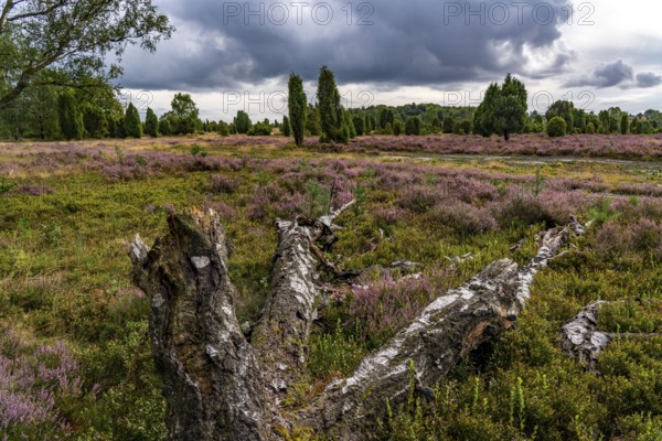 Flowering heath, broom heather and juniper bushes, near Wilseder Berg, near the village of Wilsede, in the Lüneburg Heath nature reserve, Lower Saxony, Germany, Europe