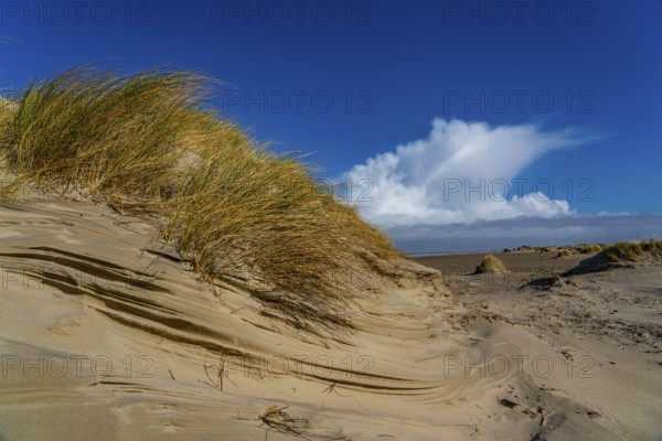 Dune landscape, sand dunes, dune grass in the west of Borkum, island, East Frisia, winter, season, autumn, Lower Saxony, Germany, Europe