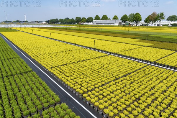 Horticultural business, broom heather plants, in flower pots, outdoors, Calluna vulgaris, North Rhine-Westphalia, Germany, Europe