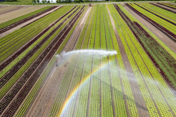 A field is artificially irrigated, water is sprayed onto the field via an irrigation system, field with different lettuce plants, in different stages of growth, North Rhine-Westphalia, Germany, Europe