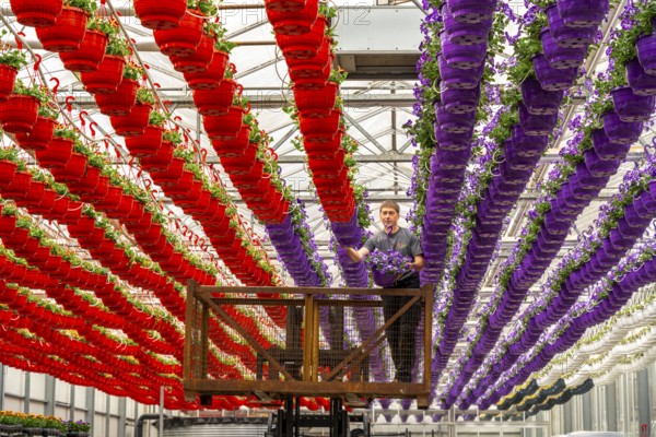 Horticultural business, flower pots, so-called petunia ampel, grow in a greenhouse, under the glass roof, until they have the right growth stage for retail, each pot is watered individually, by drip irrigation, Straelen, North Rhine-Westphalia, Germany, Europe