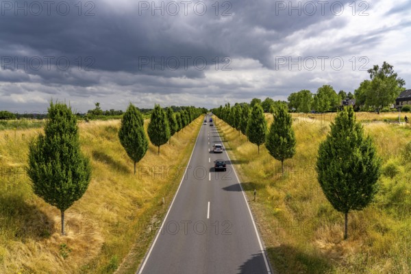 Dorstfelder Allee in Dortmund, completely new road built in 2013, former farmland, in the Dorstfeld district, Tuscany-style tree avenue with 92 new trees, North Rhine-Westphalia, Germany, Europe