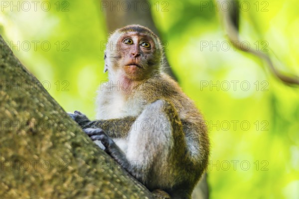 Free-living macaque monkeys (Macaca), at Railay beach, monkey, animal, mammal, wildlife, wilderness, tree, climbing, jungle, forest, free, free-living, capuchin, wild, cute, rhesus, guenon, animal species, tourism, travel