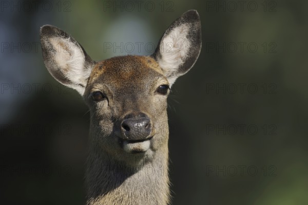 Manchurian sika deer (Cervus nippon hortulorum), female, portrait, captive, Germany, Europe