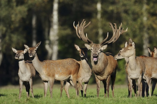Red deer (Cervus elaphus), roaring stag and hinds in the rutting season, North Rhine-Westphalia, Germany, Europe