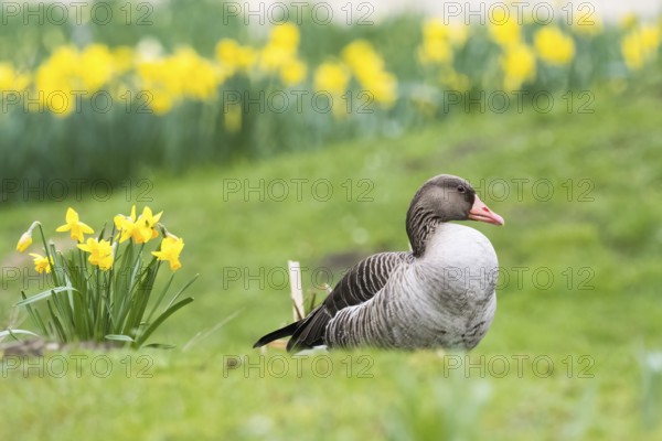 Greylag goose (Anser anser) resting on green grass in front of a field of yellow daffodils, Hesse, Germany, Europe