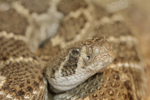 Texas rattlesnake or western diamondback rattlesnake (Crotalus atrox), captive, occurring in North America