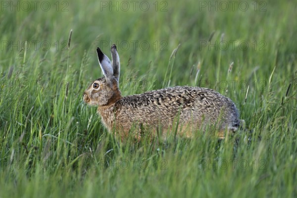 European hare (Lepus europaeus), standing in tall grass, Lake Neusiedl National Park, Seewinkel, Burgenland, Austria, Europe